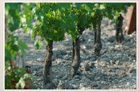 Ch�teau La Lagune Grand Cru Class� Haut M�doc